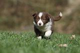 BORDER COLLIE 803